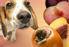 Vegetables and fruits for dog